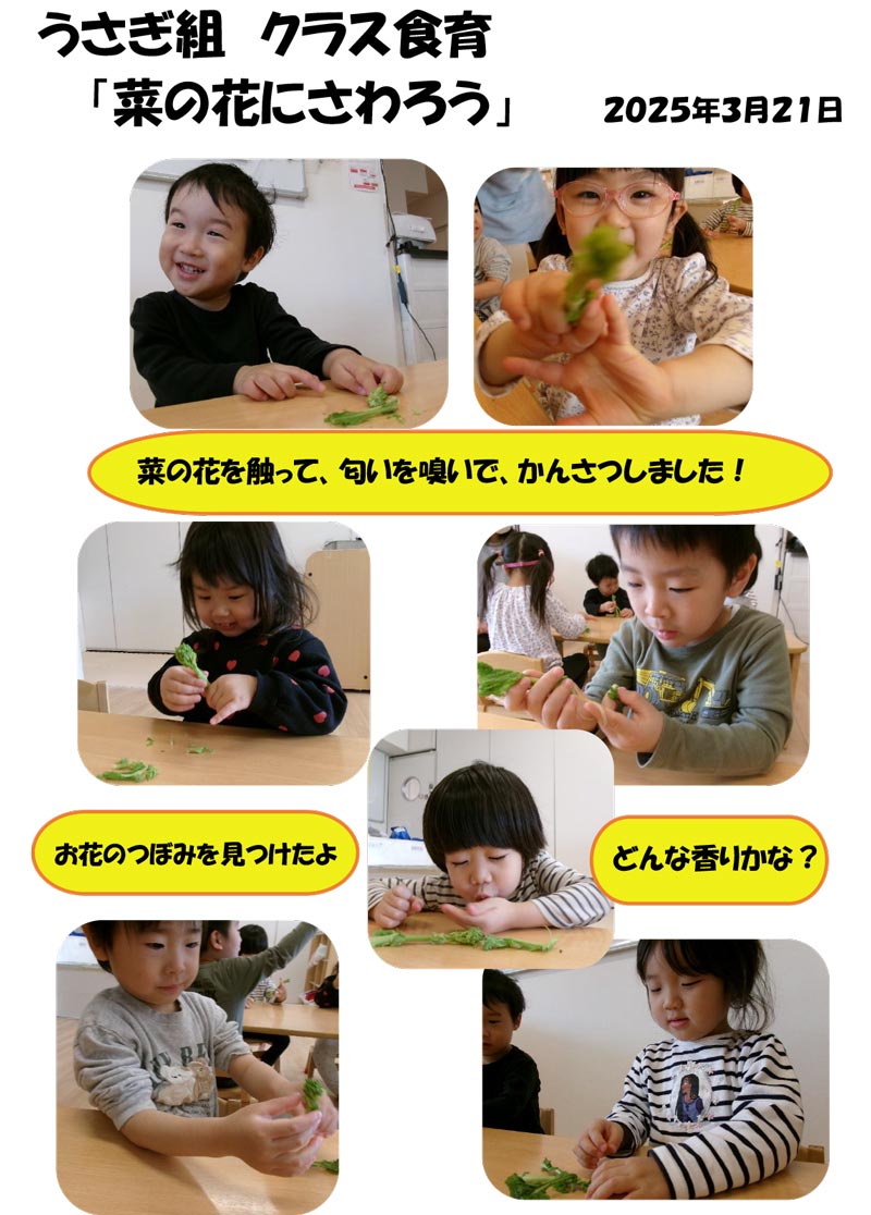 〈うさぎ組〉菜の花にさわろう