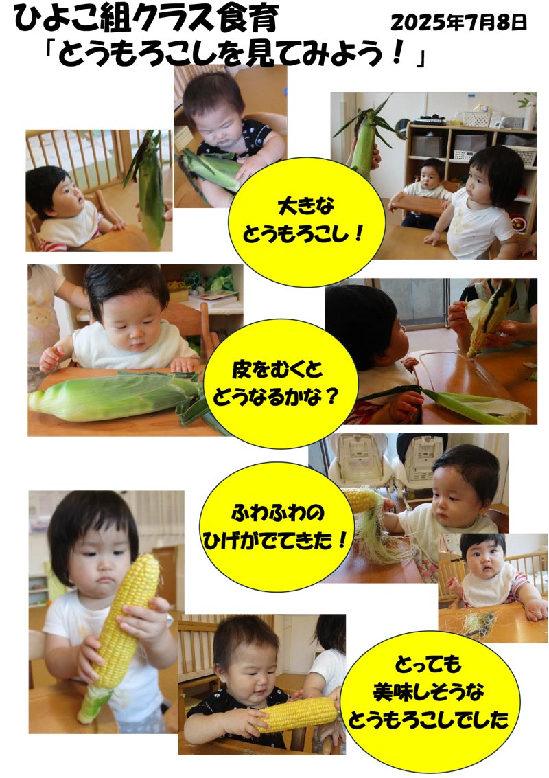 〈ひよこ組〉とうもろこしを見てみよう！