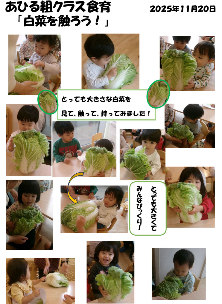 〈あひる組〉白菜を触ろう!