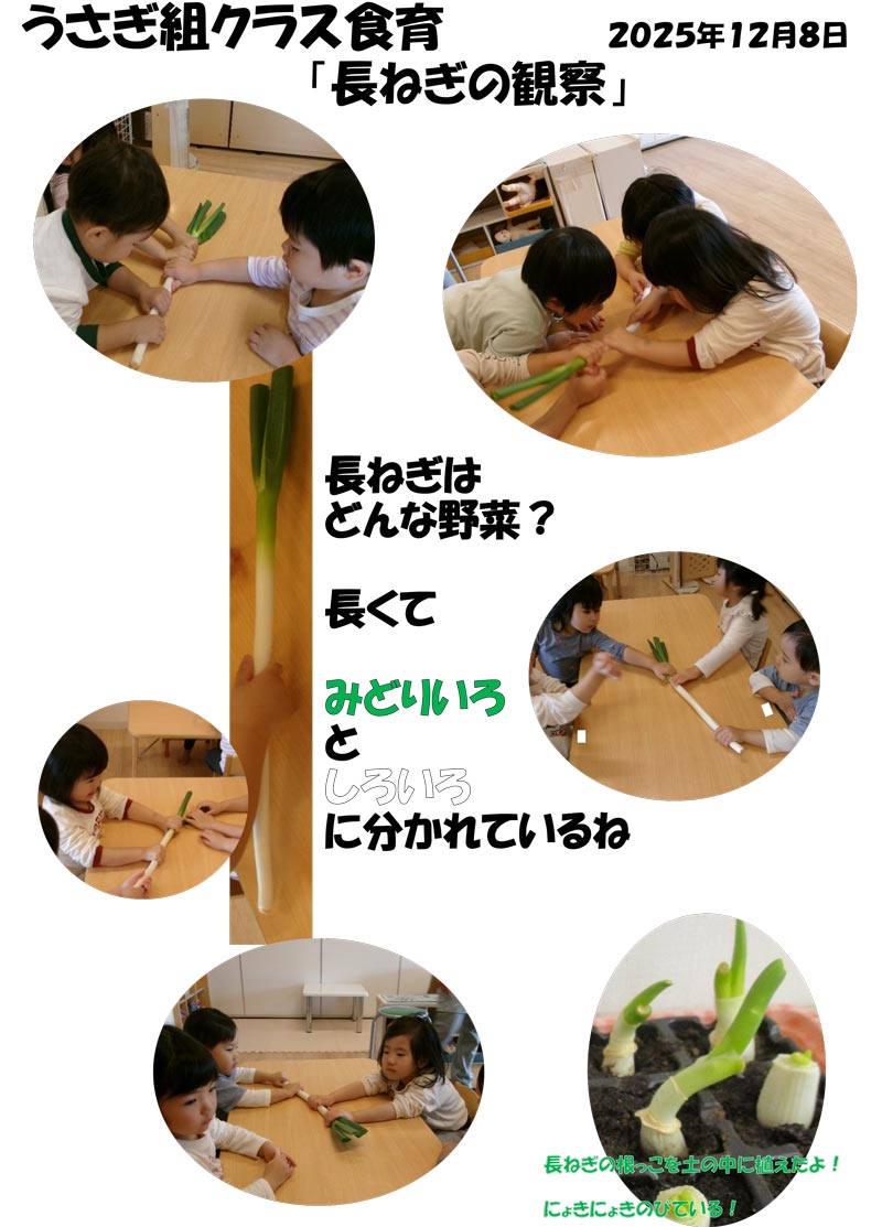 〈うさぎ組〉長ねぎの観察