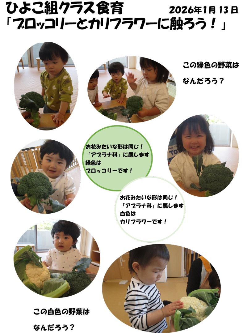 〈ひよこ組〉ブロッコリーとカリフラワーに触ろう!