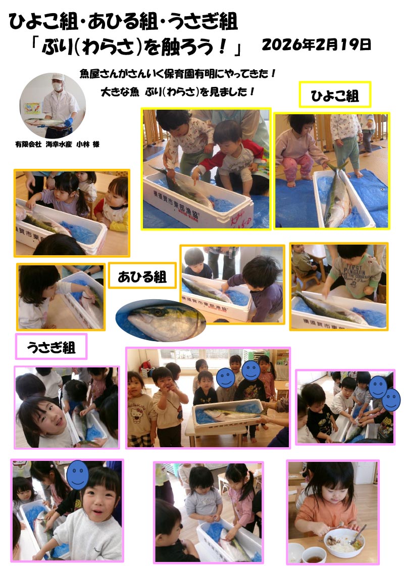 〈ひよこ・あひる・うさぎ組〉ぶり（わらさ）を触ろう！