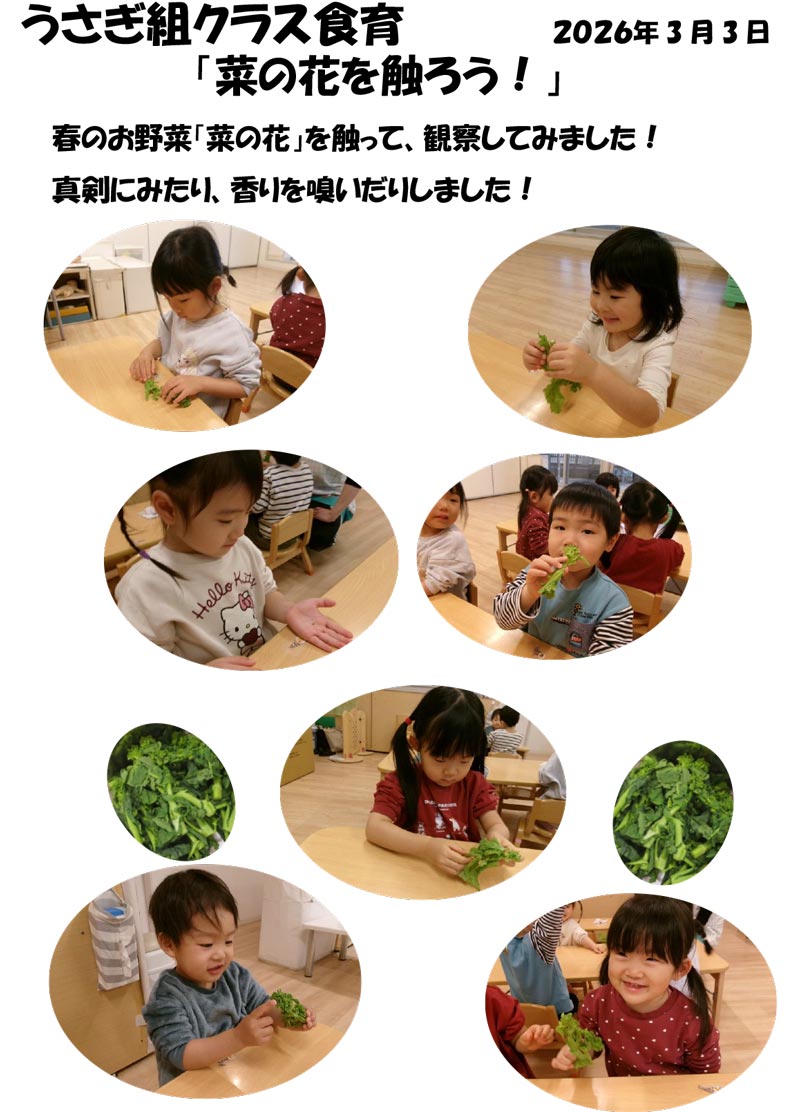 〈うさぎ組〉菜の花を触ろう！