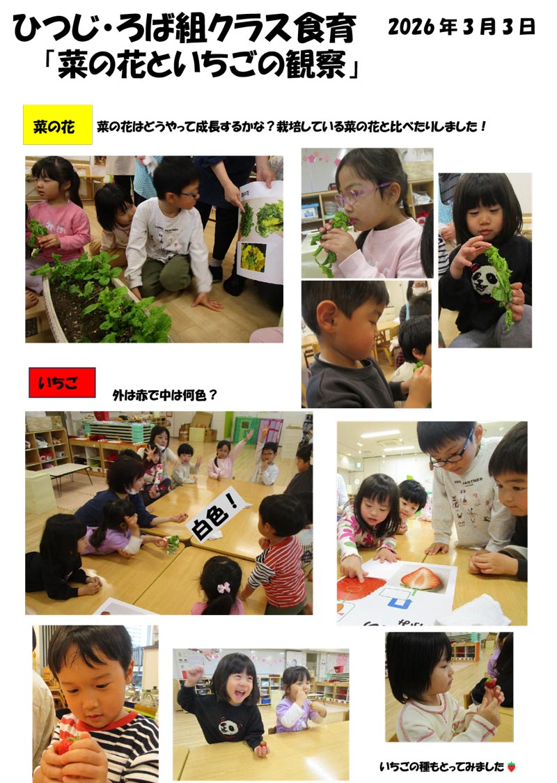 〈ひつじ・ろば組〉菜の花といちごの観察