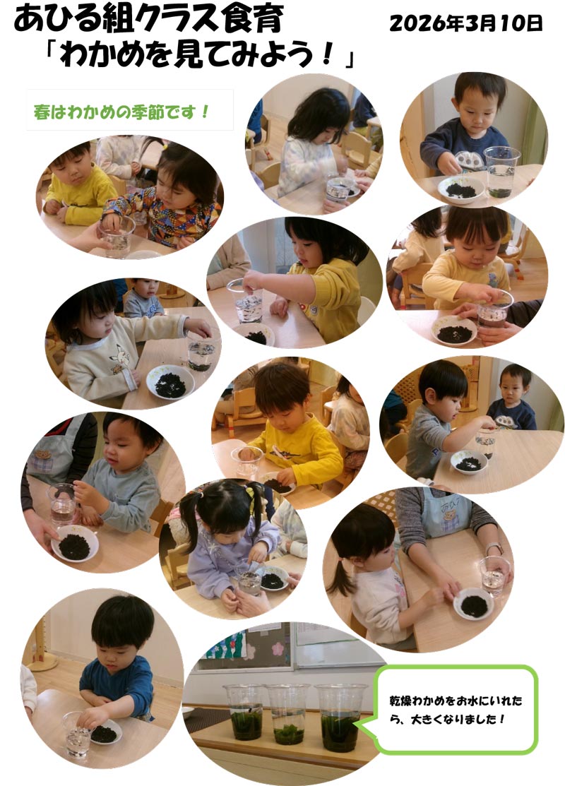 〈あひる組〉わかめを見てみよう！