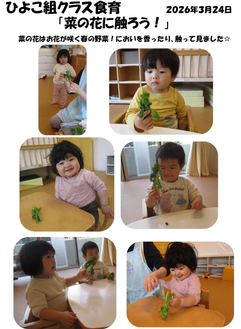 〈ひよこ組〉菜の花に触ろう！