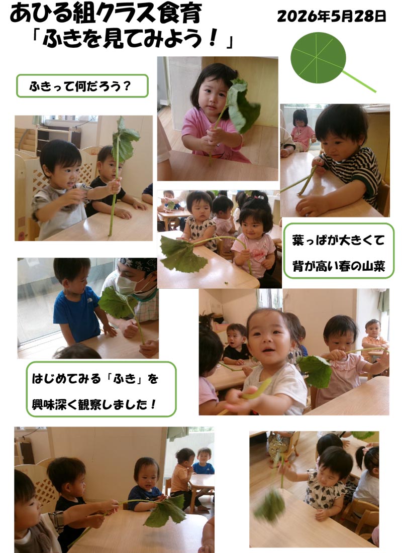 〈あひる組〉ふきを見てみよう!