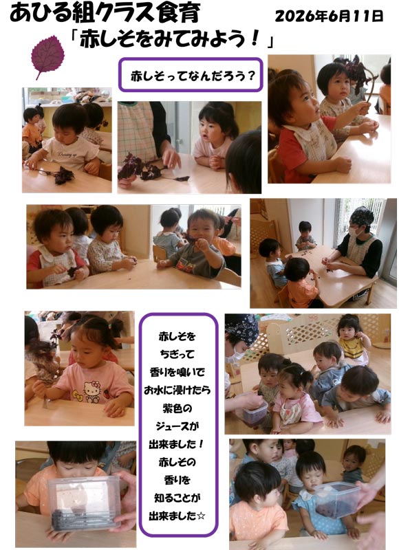 〈あひる組〉赤しそをみてみよう！