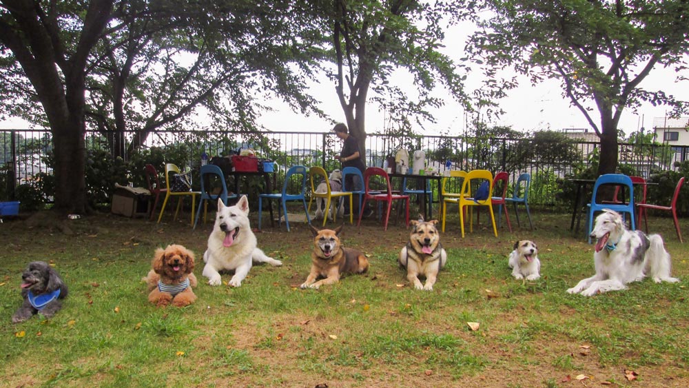 わんちゃん来園
