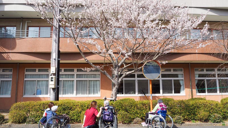桜を楽しむ