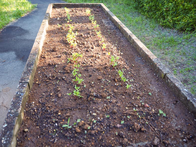 ガーデニング始めました